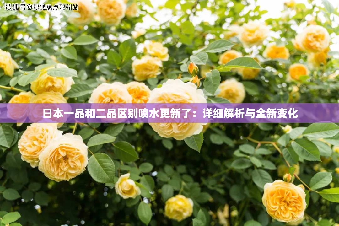 日本一品和二品区别喷水更新了：详细解析与全新变化