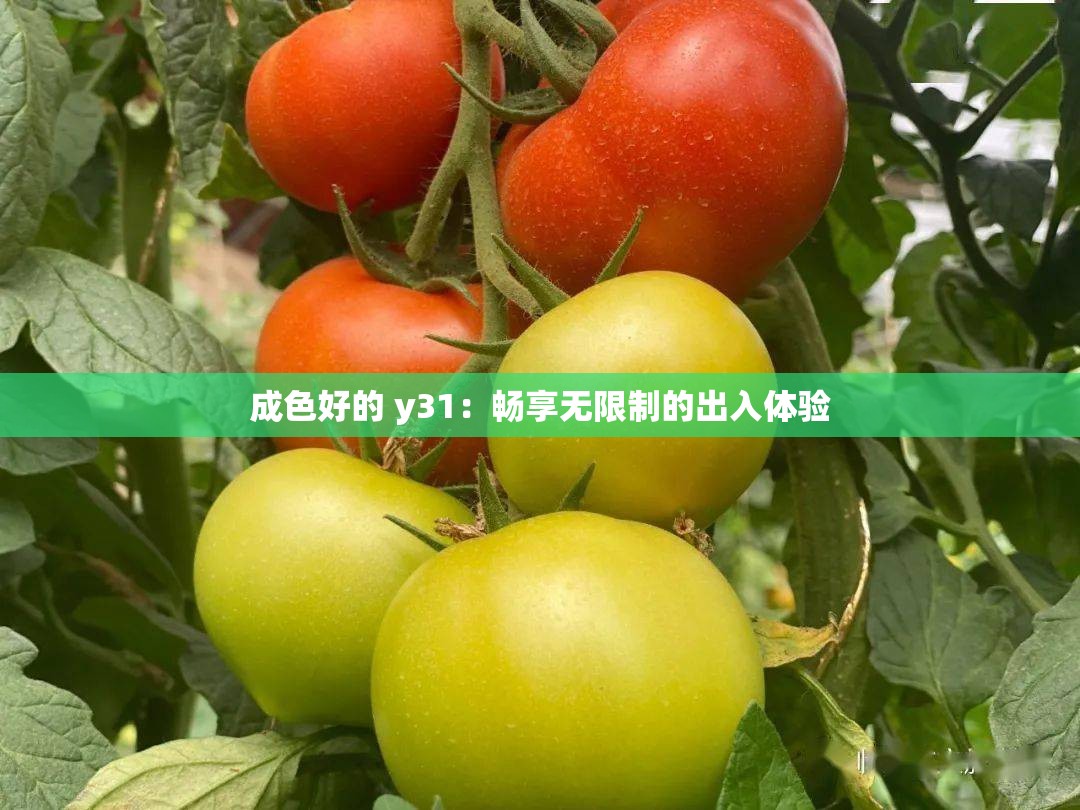 成色好的 y31：畅享无限制的出入体验