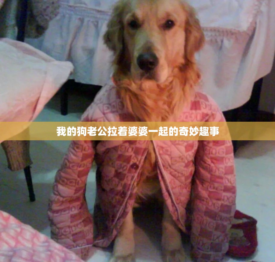 我的狗老公拉着婆婆一起的奇妙趣事