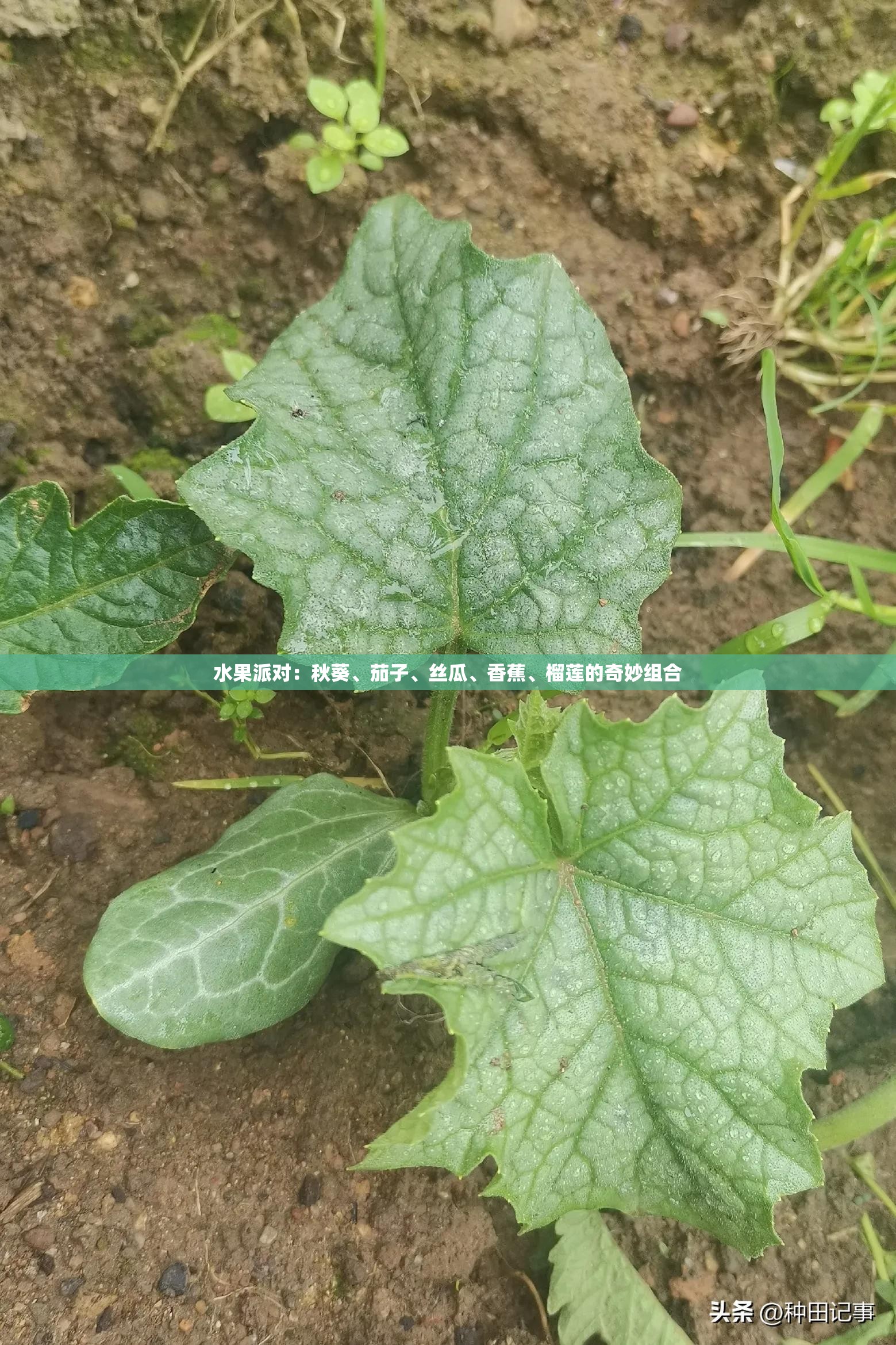 水果派对：秋葵、茄子、丝瓜、香蕉、榴莲的奇妙组合