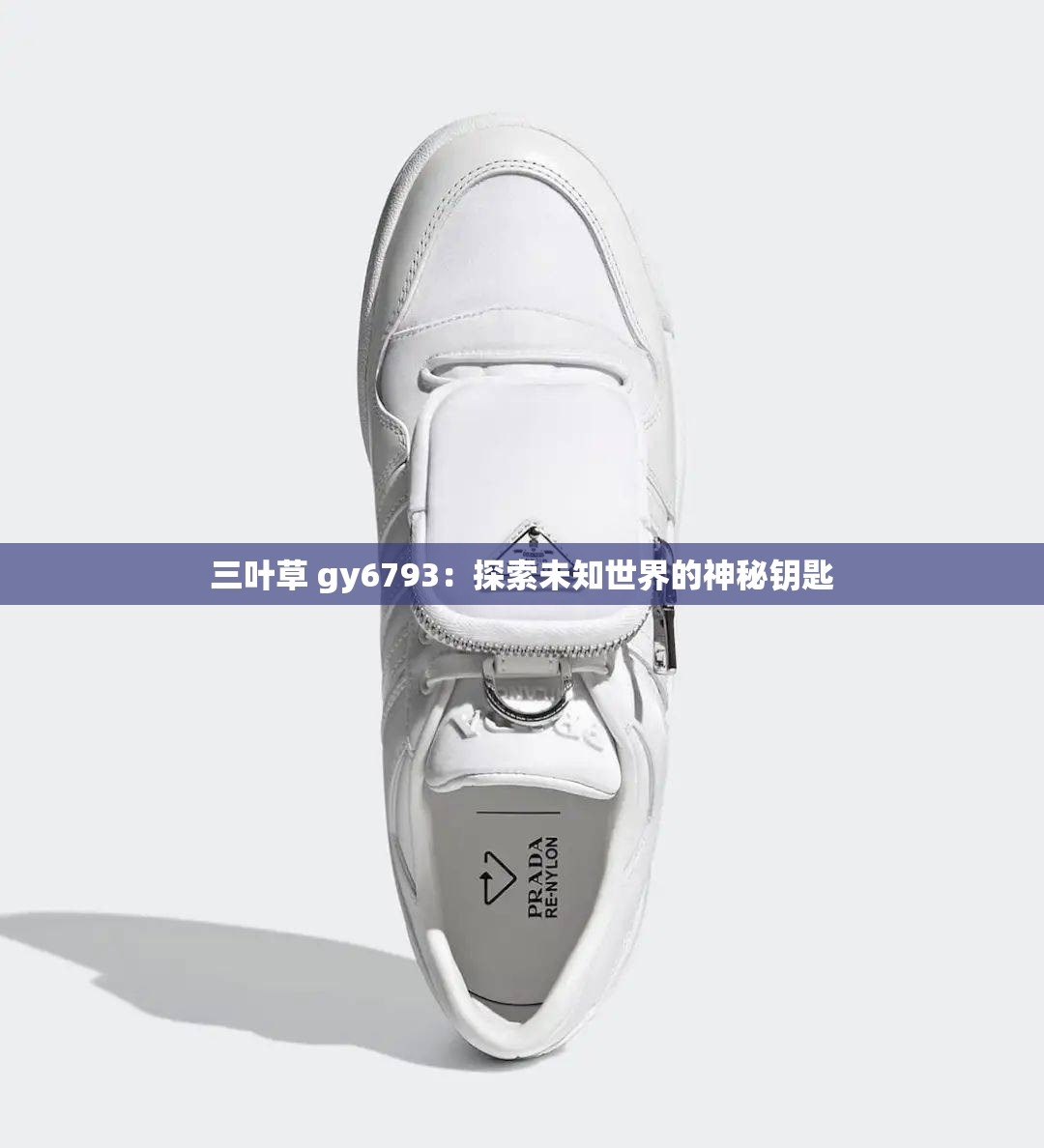 三叶草 gy6793：探索未知世界的神秘钥匙