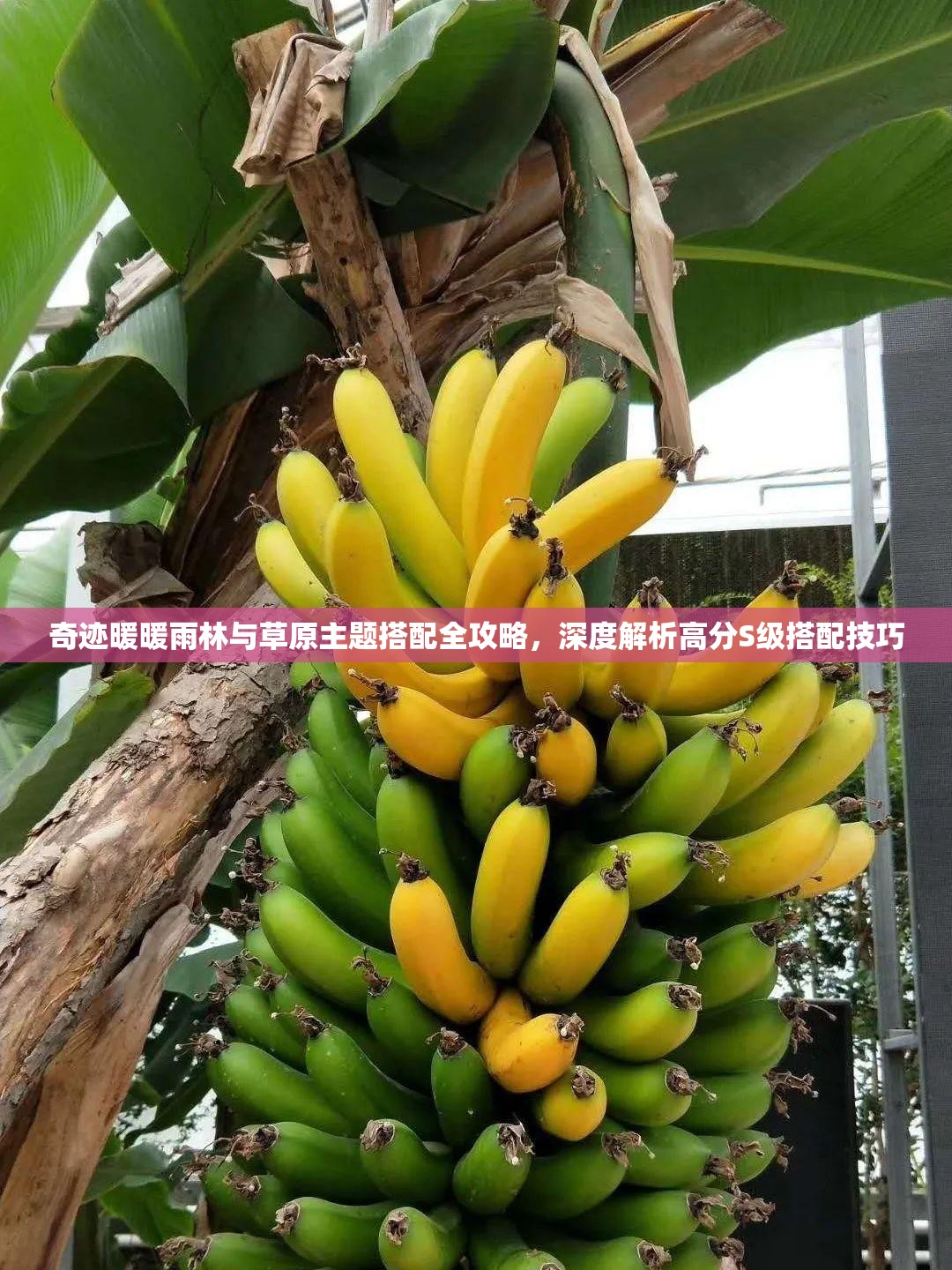 奇迹暖暖雨林与草原主题搭配全攻略，深度解析高分S级搭配技巧