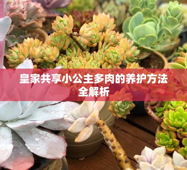 皇家共享小公主多肉的养护方法全解析