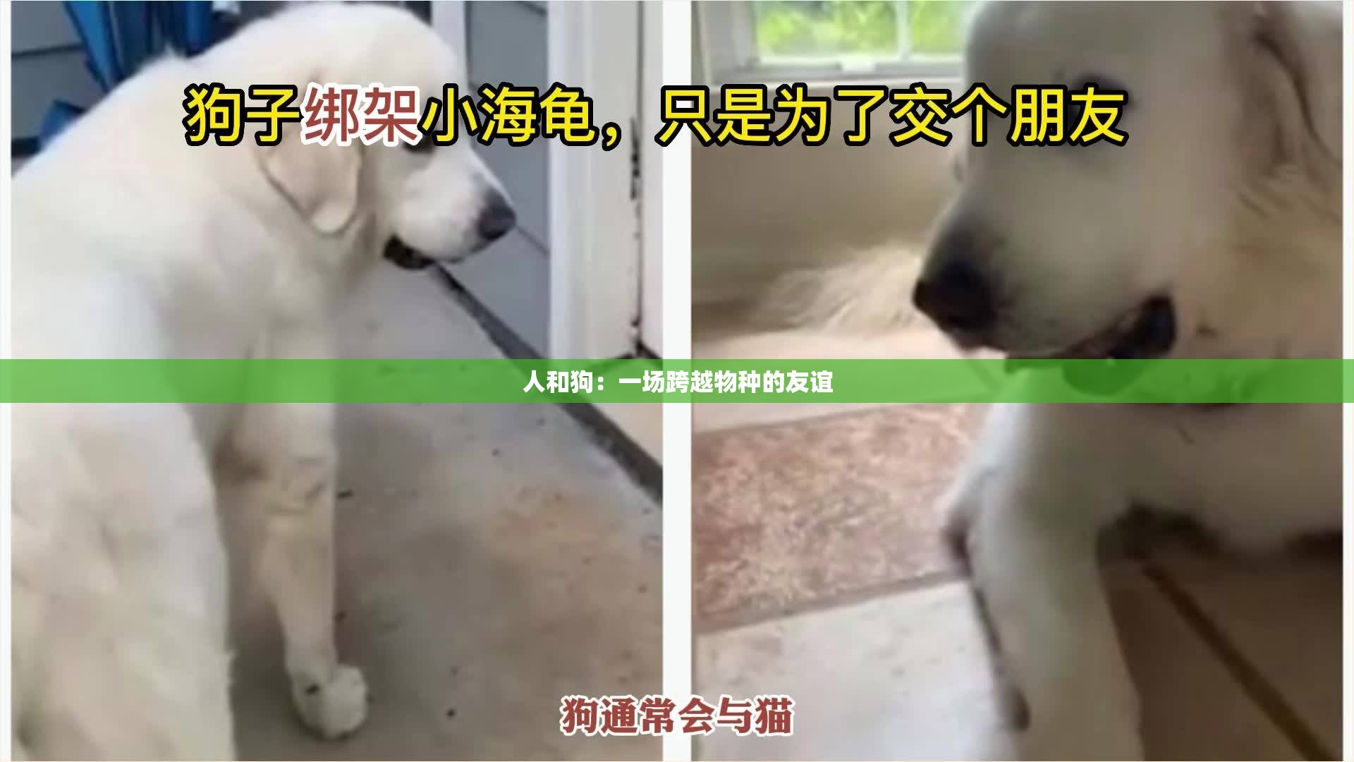 人和狗：一场跨越物种的友谊