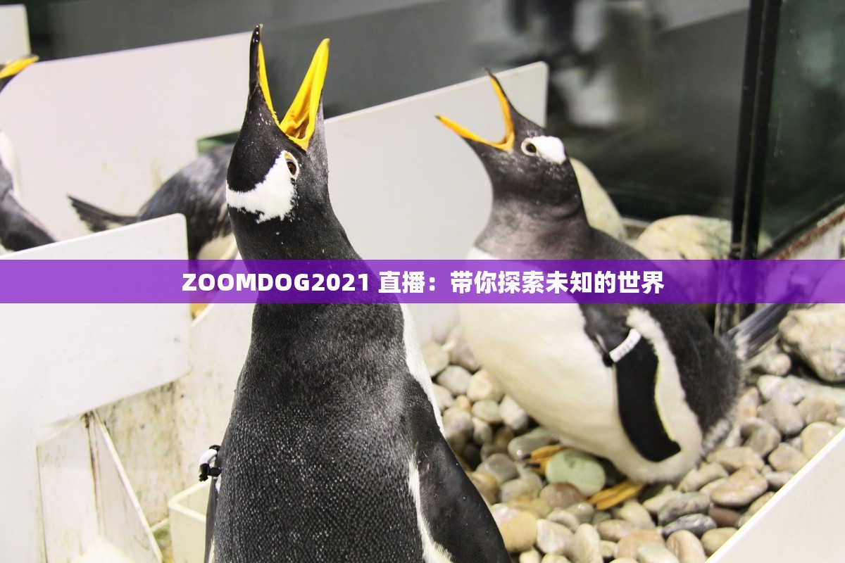 ZOOMDOG2021 直播：带你探索未知的世界