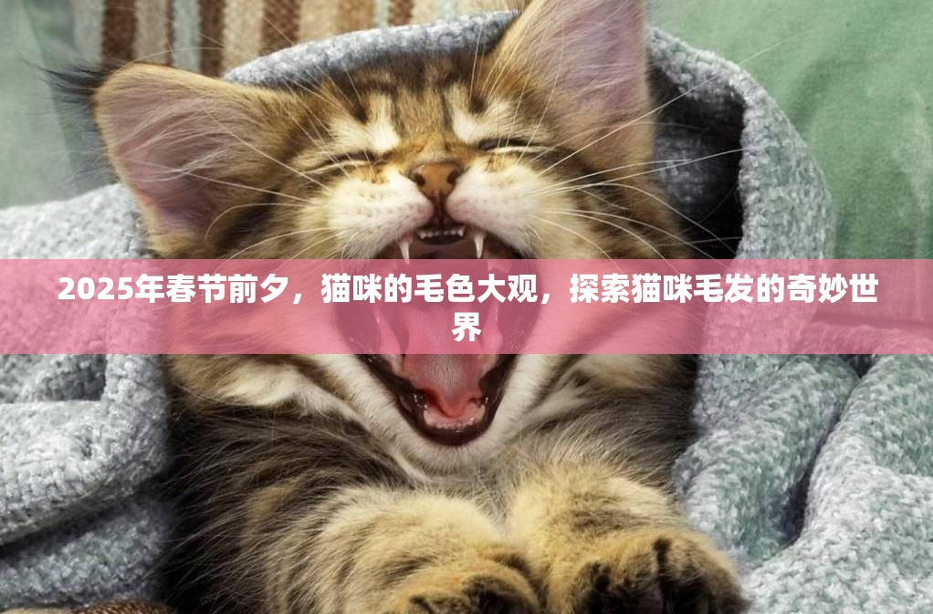 2025年春节前夕，猫咪的毛色大观，探索猫咪毛发的奇妙世界