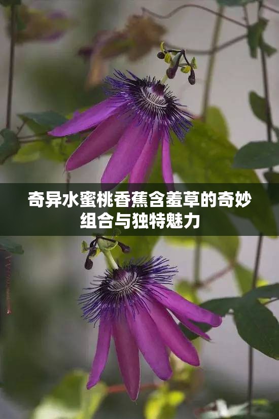 奇异水蜜桃香蕉含羞草的奇妙组合与独特魅力