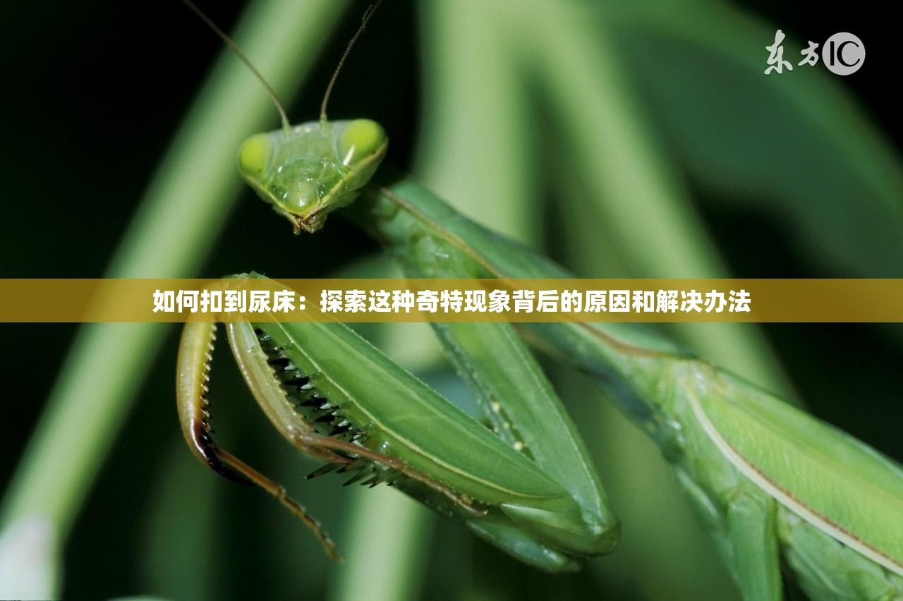 如何扣到尿床：探索这种奇特现象背后的原因和解决办法