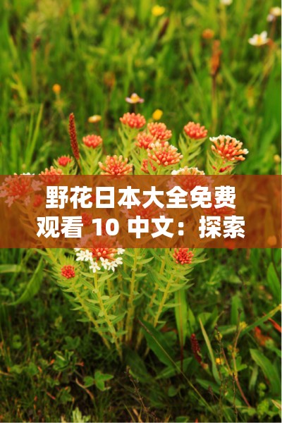 野花日本大全免费观看 10 中文：探索日本自然之美