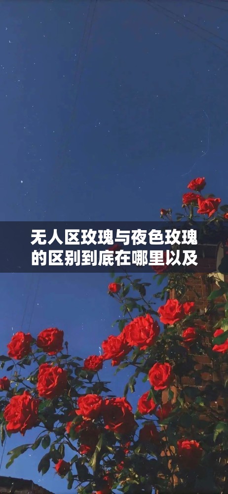 无人区玫瑰与夜色玫瑰的区别到底在哪里以及它们各自的特点分析