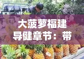 大菠萝福建导健章节：带你领略神秘的福建文化