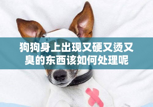 狗狗身上出现又硬又烫又臭的东西该如何处理呢