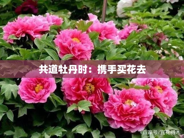 共道牡丹时：携手买花去