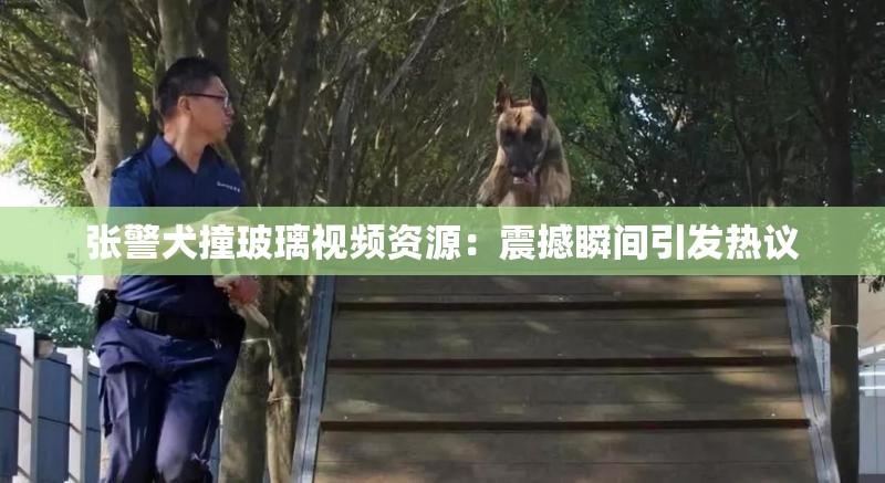 张警犬撞玻璃视频资源：震撼瞬间引发热议
