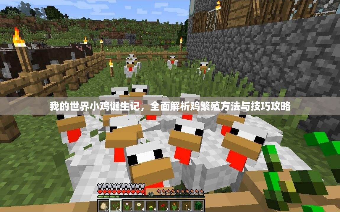 我的世界小鸡诞生记，全面解析鸡繁殖方法与技巧攻略