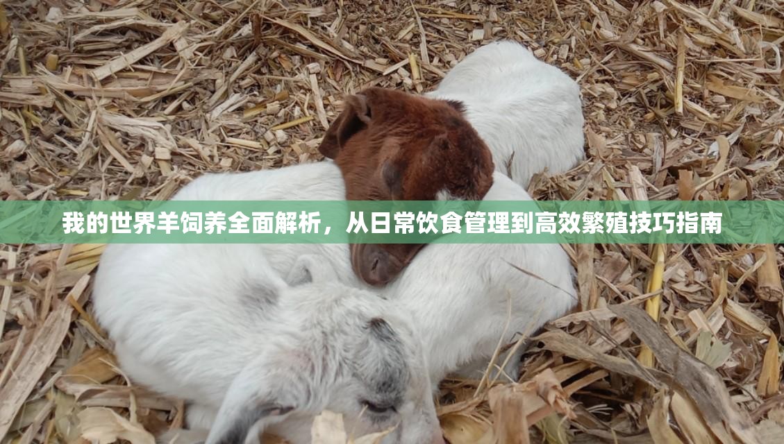 我的世界羊饲养全面解析，从日常饮食管理到高效繁殖技巧指南