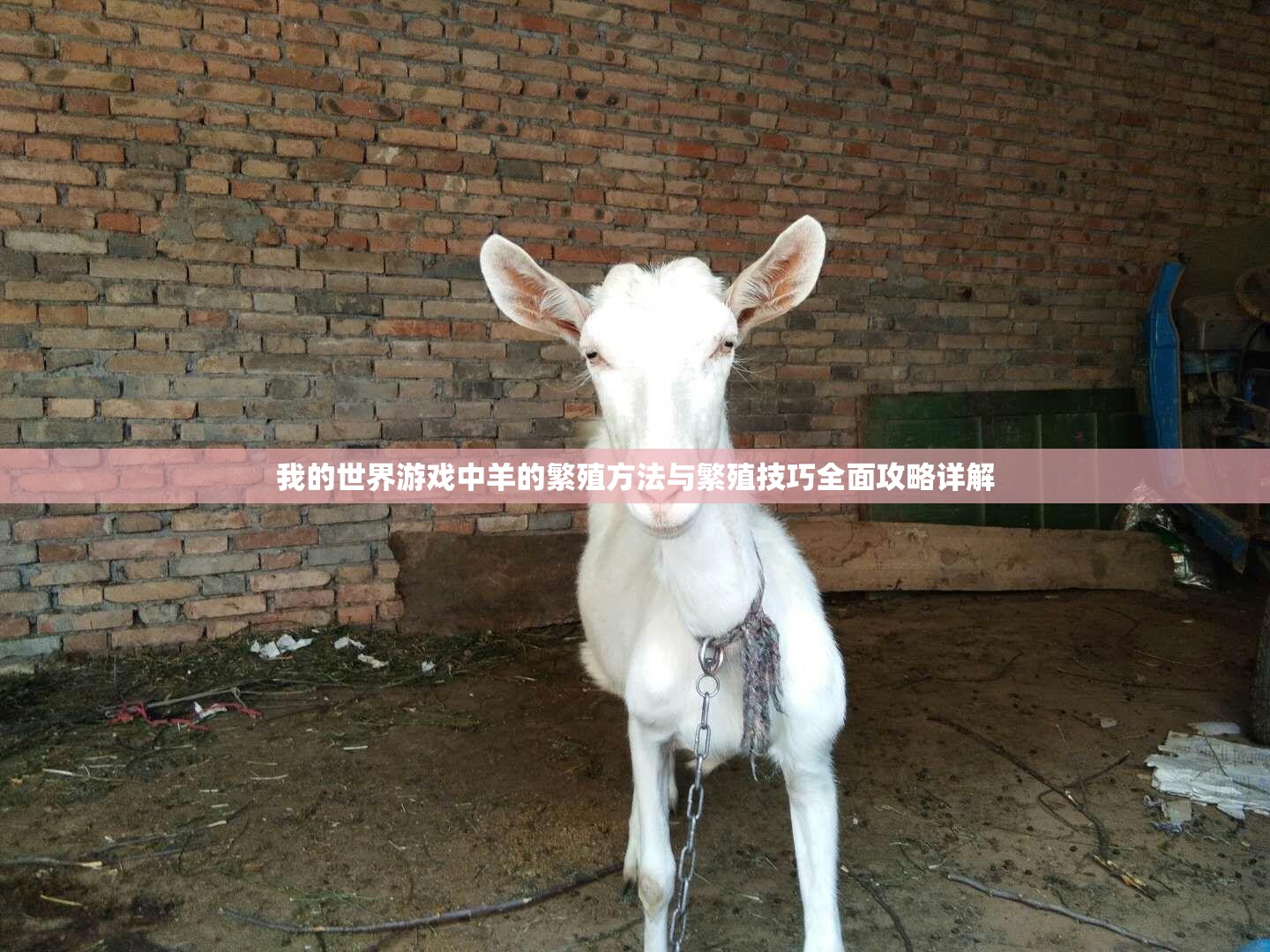 我的世界游戏中羊的繁殖方法与繁殖技巧全面攻略详解