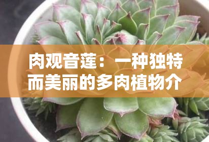 肉观音莲：一种独特而美丽的多肉植物介绍及养护要点