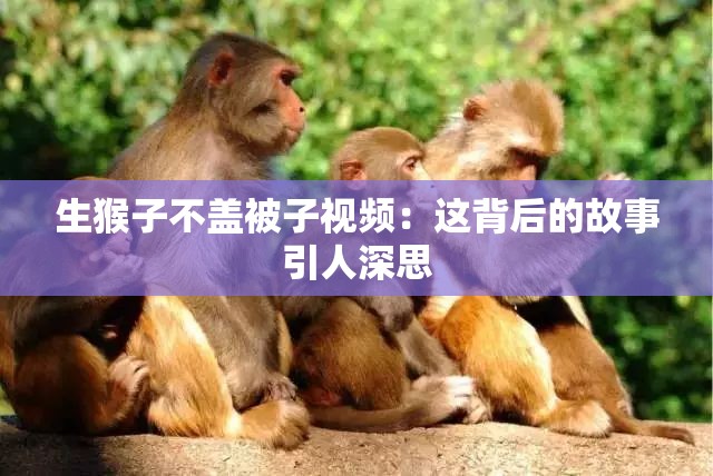 生猴子不盖被子视频：这背后的故事引人深思