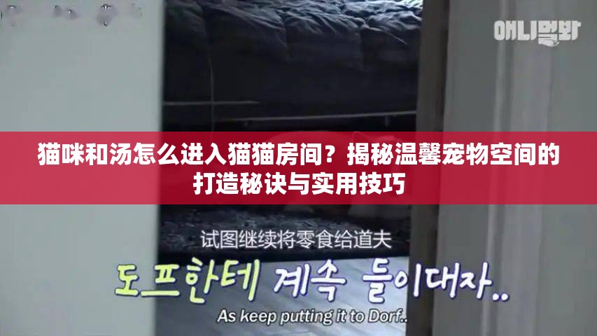 猫咪和汤怎么进入猫猫房间？揭秘温馨宠物空间的打造秘诀与实用技巧