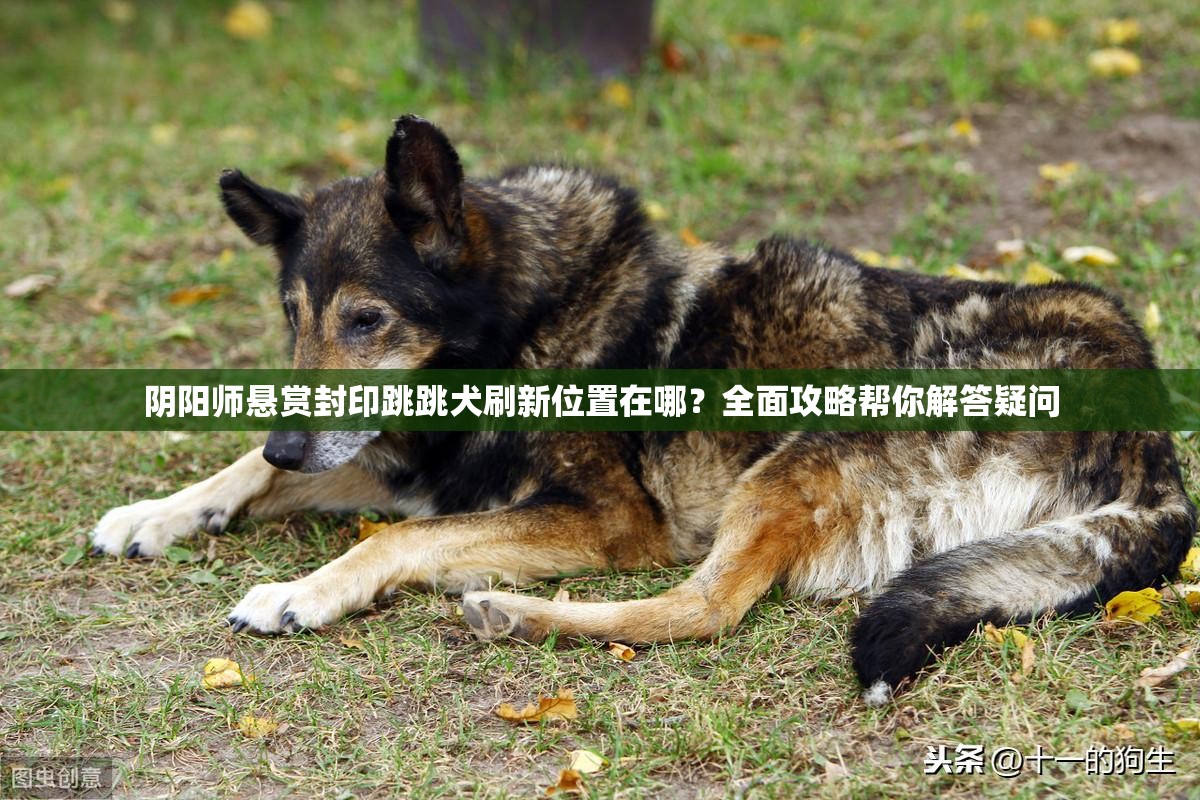 阴阳师悬赏封印跳跳犬刷新位置在哪？全面攻略帮你解答疑问