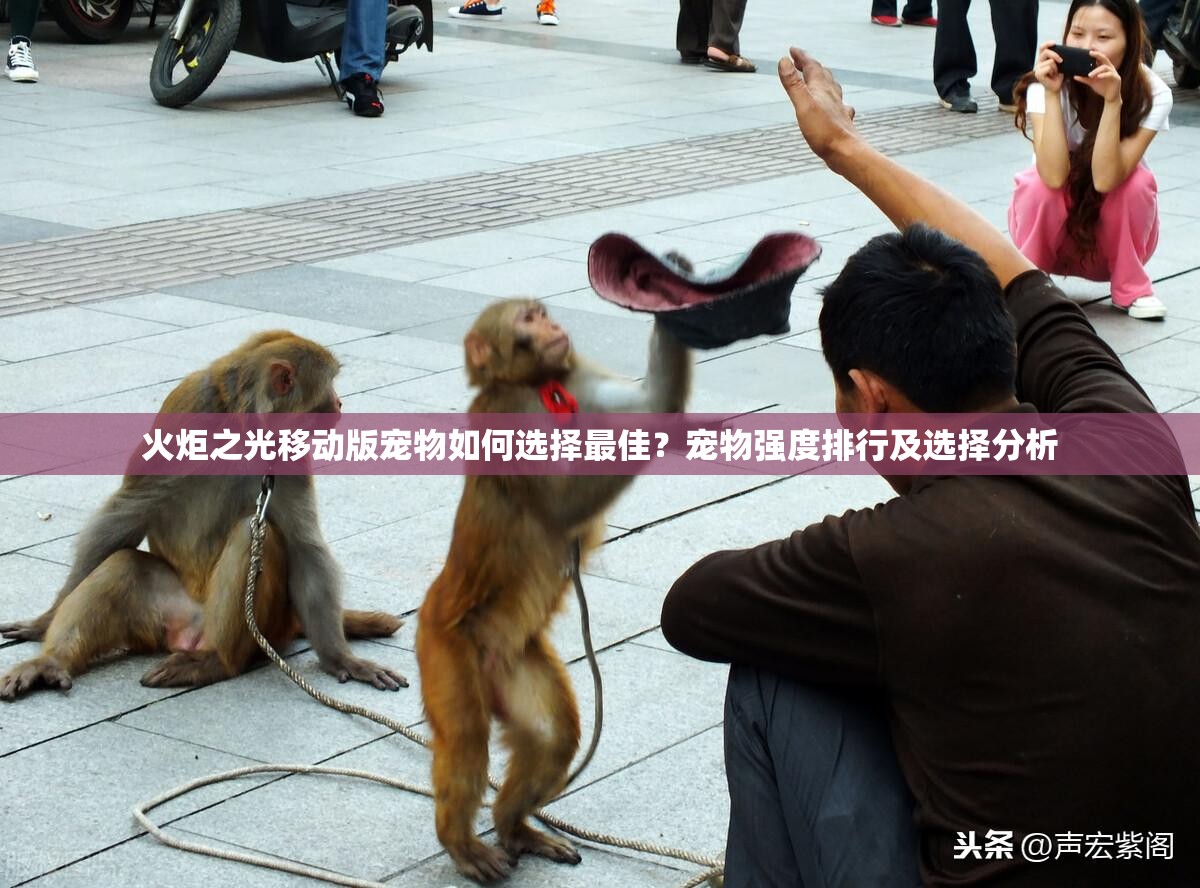 火炬之光移动版宠物如何选择最佳？宠物强度排行及选择分析