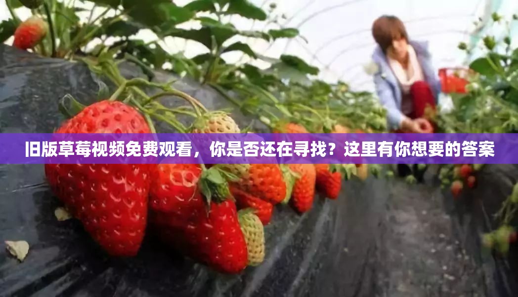 旧版草莓视频免费观看，你是否还在寻找？这里有你想要的答案