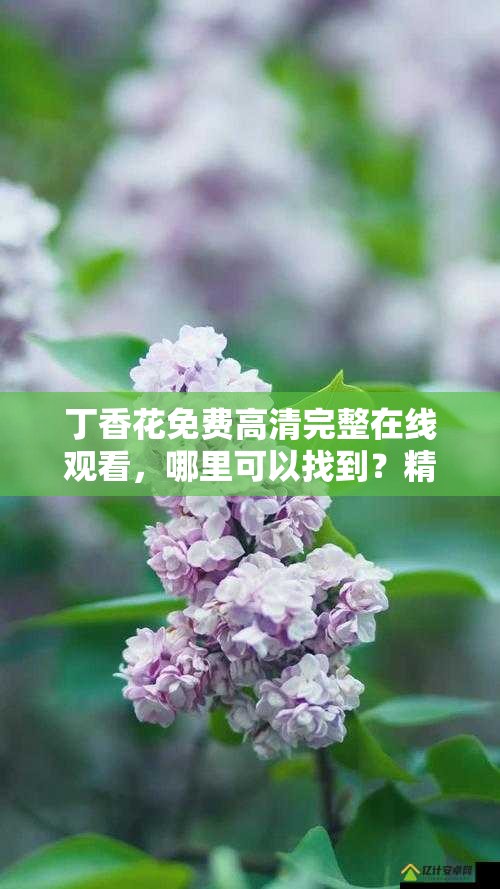 丁香花免费高清完整在线观看，哪里可以找到？精彩不容错过