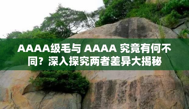 AAAA级毛与 AAAA 究竟有何不同？深入探究两者差异大揭秘