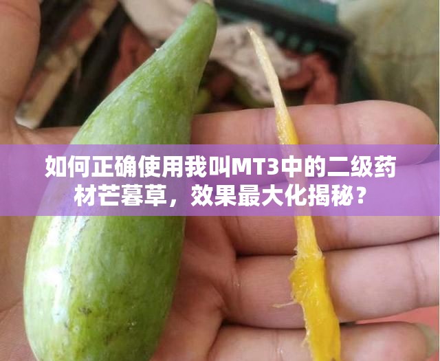 如何正确使用我叫MT3中的二级药材芒暮草，效果最大化揭秘？