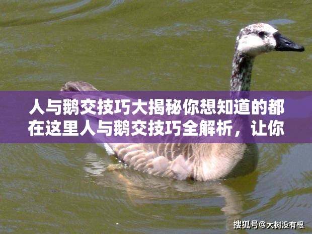 人与鹅交技巧大揭秘你想知道的都在这里人与鹅交技巧全解析，让你轻松掌握如何与鹅进行高效沟通？这里有实用技巧掌握这些人与鹅交技巧，让你的生活更美好想要和鹅友好相处？这些技巧你一定要知道人与鹅交技巧分享，让你成为鹅类专家以上均满足需求，你可以根据自身需求进行选择