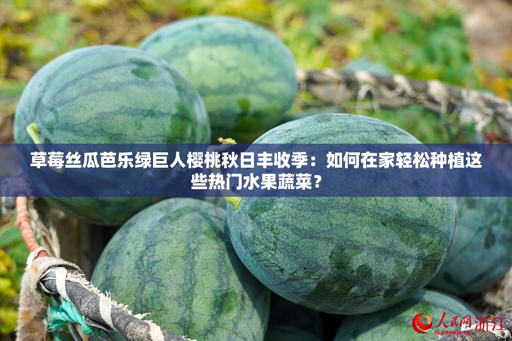 草莓丝瓜芭乐绿巨人樱桃秋日丰收季：如何在家轻松种植这些热门水果蔬菜？