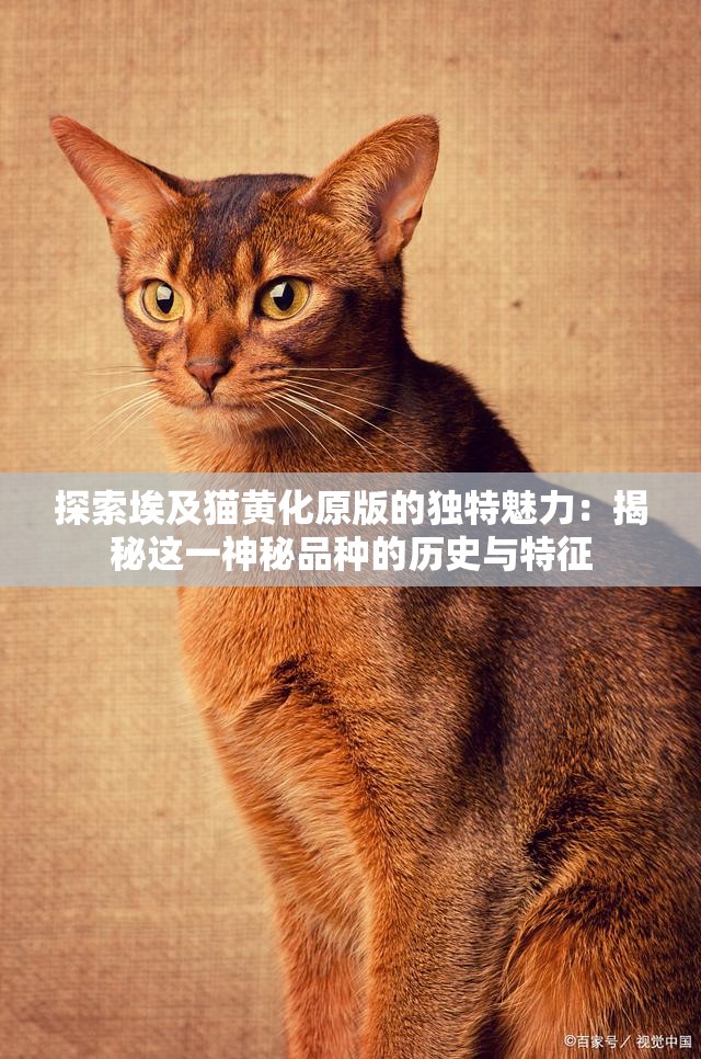 探索埃及猫黄化原版的独特魅力：揭秘这一神秘品种的历史与特征